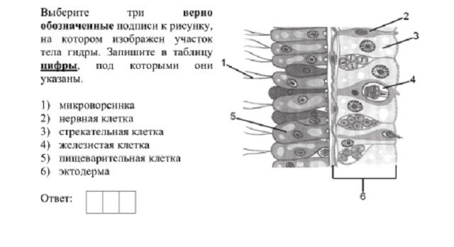 Зеркало блэкспрут онион тор