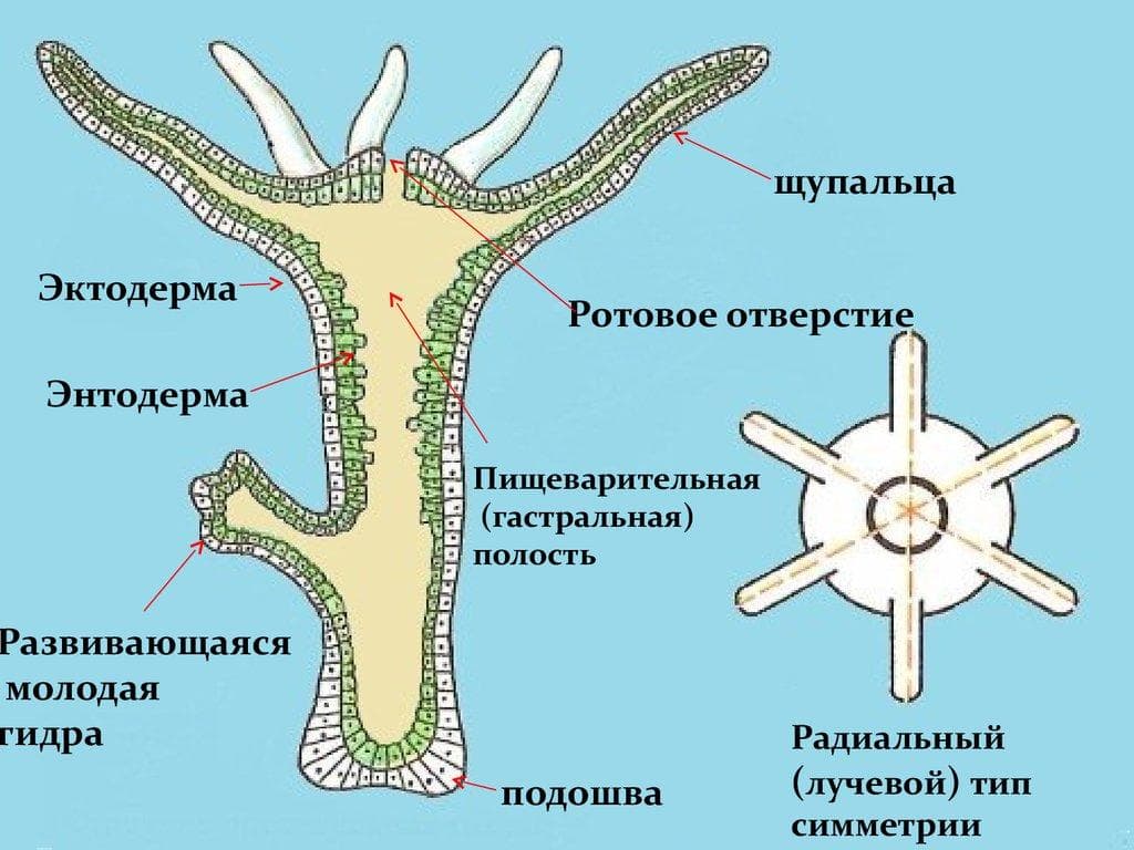 Блэкспрут атака